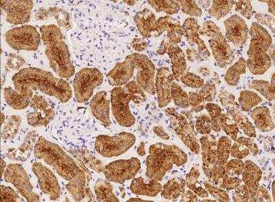 Immunohistochemistry-Paraffin: OR10C1 Antibody [NBP3-06509]