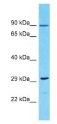 Western Blot: OR10G9 Antibody [NBP3-09851]