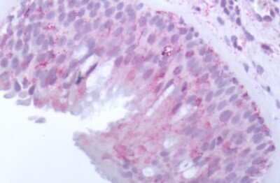 Immunohistochemistry-Paraffin: OR10J5 Antibody - BSA Free [NLS3159]
