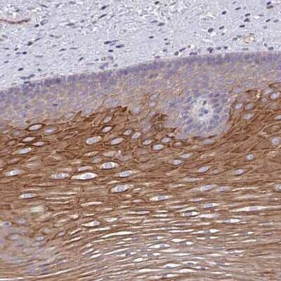 Immunohistochemistry-Paraffin: OR10Z1 Antibody [NBP2-33991]