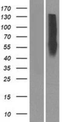 Western Blot: OR10Z1 Overexpression Lysate [NBP2-08874]