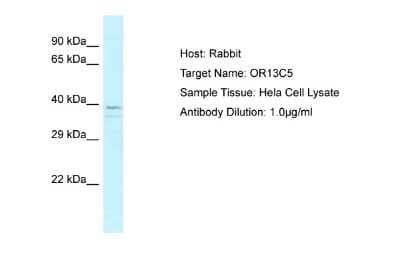 Western Blot: OR13C5 Antibody [NBP2-82295]