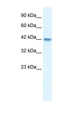 Western Blot: OR13C9 Antibody [NBP1-79986]