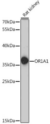 Western Blot: OR1A1 AntibodyAzide and BSA Free [NBP2-95187]