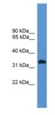 Western Blot: OR1L8 Antibody [NBP1-69091]