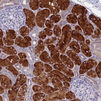 Immunohistochemistry-Paraffin: OR1S1 Antibody [NBP2-13694]