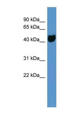 Western Blot: OR1S1 Antibody [NBP1-68969]