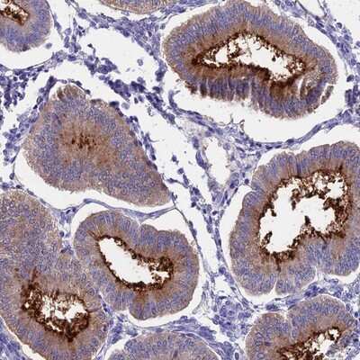 Immunohistochemistry-Paraffin: OR2AE1 Antibody [NBP1-80970]