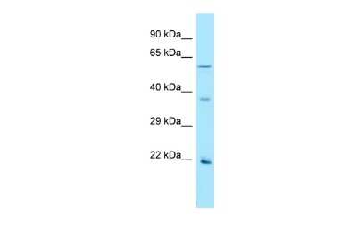 Western Blot: OR2AG1 Antibody [NBP3-09526]