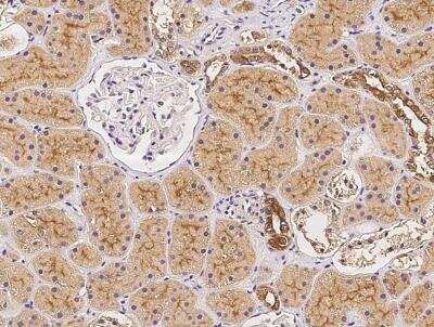 Immunohistochemistry-Paraffin: OR2AK2 Antibody [NBP3-06618]