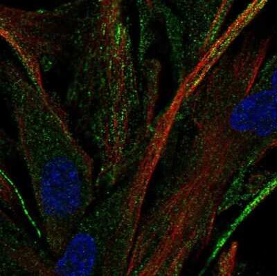 Immunocytochemistry/ Immunofluorescence: OR2C3 Antibody [NBP2-56247]