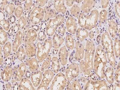 Immunohistochemistry-Paraffin: OR2C3 Antibody [NBP2-97856]