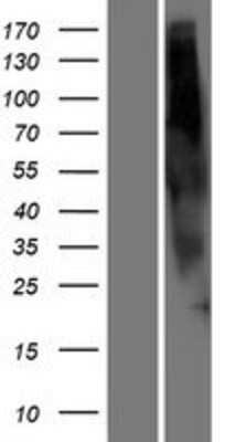 Western Blot: OR2G6 Overexpression Lysate [NBP2-08717]