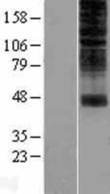 Western Blot: OR2H1 Overexpression Lysate [NBL1-13955]