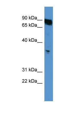 Western Blot: OR2K2 Antibody [NBP1-68965]