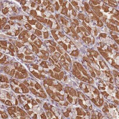 Immunohistochemistry-Paraffin: OR2M4 Antibody [NBP2-13695]