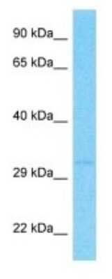 Western Blot: OR2T12 Antibody [NBP3-09775]