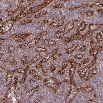 Immunohistochemistry-Paraffin: OR2V2 Antibody [NBP2-13697]