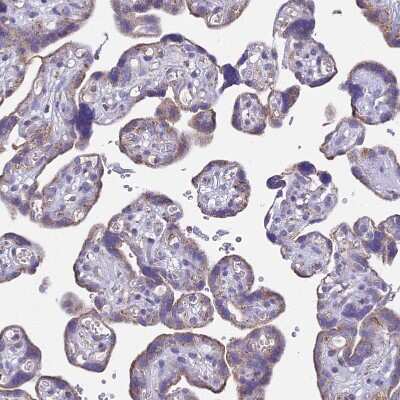 Immunohistochemistry-Paraffin: OR2W3 Antibody [NBP1-92227]