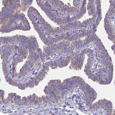 Immunohistochemistry-Paraffin: OR2W3 Antibody [NBP1-92227]