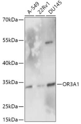 Western Blot: OR3A1 AntibodyAzide and BSA Free [NBP2-94243]