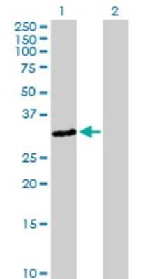 Western Blot: OR3A4 Antibody [H00390756-B01P]