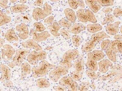 Immunohistochemistry-Paraffin: OR4C15 Antibody [NBP3-05811]