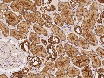 Immunohistochemistry-Paraffin: OR4K1 Antibody [NBP3-05843]