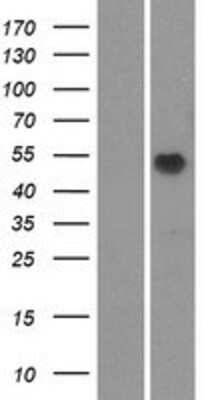 Western Blot: OR51M1 Overexpression Lysate [NBP2-08907]