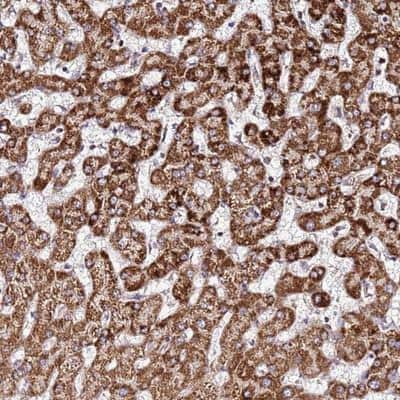 Immunohistochemistry-Paraffin: OR51T1 Antibody [NBP2-13703]