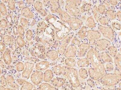 Immunohistochemistry-Paraffin: OR52I2 Antibody [NBP3-06488]