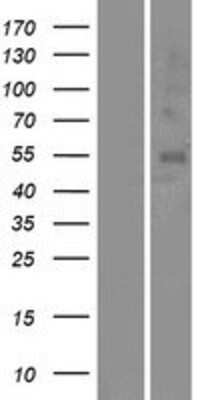 Western Blot: OR5A1 Overexpression Lysate [NBP2-08902]