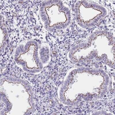 Immunohistochemistry: OR5A2 Antibody [NBP2-48939]