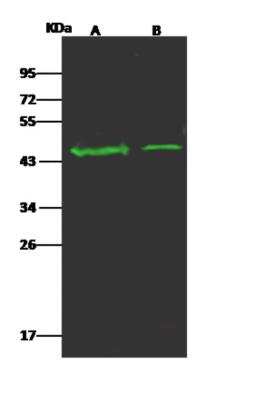 Western Blot: OR5D13 Antibody [NBP3-06140]