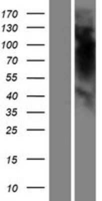 Western Blot: OR5K4 Overexpression Lysate [NBP2-08843]