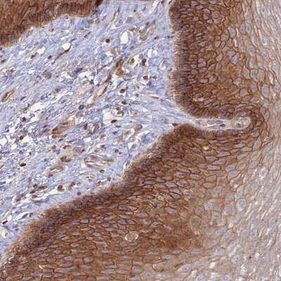 Immunohistochemistry-Paraffin: OR5T3 Antibody [NBP1-92230]