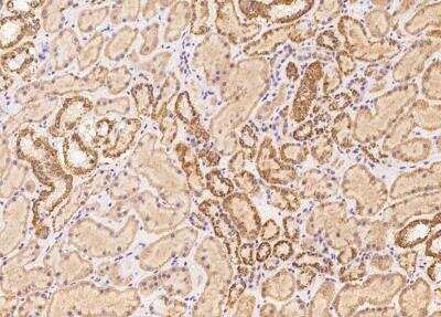 Immunohistochemistry-Paraffin: OR5V1 Antibody [NBP3-06503]