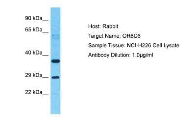 Western Blot: OR6C6 Antibody [NBP2-83336]