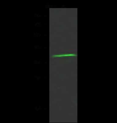 Western Blot: OR6T1 Antibody [NBP2-99229]