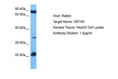 Western Blot: OR7A5 Antibody [NBP2-83342]