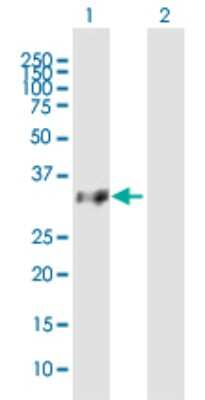 Western Blot: OR8B8 Antibody [H00026493-B01P]