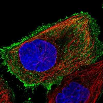 Immunocytochemistry/ Immunofluorescence: OR8S1 Antibody [NBP1-92232]