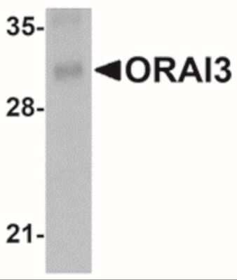 Western Blot: ORAI3 Antibody (1B4F1)BSA Free [NBP2-41327]