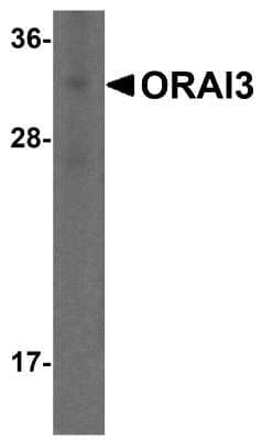 Western Blot: ORAI3 Antibody (2H2G9)BSA Free [NBP2-41326]