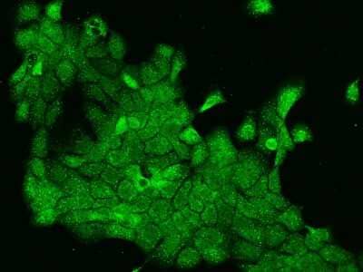 Immunocytochemistry/ Immunofluorescence: ORAI3 Antibody [NBP2-98004]