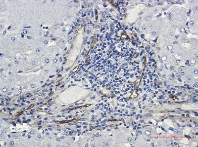 Immunohistochemistry-Paraffin: ORAI3 Antibody (S06-8B3) [NBP3-19901]