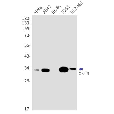 Western Blot: ORAI3 Antibody (S06-8B3) [NBP3-19901]