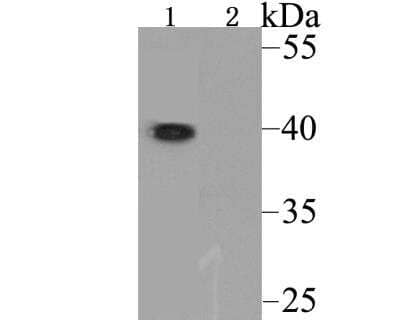 Western Blot: ORAI3 Antibody [NBP2-76956]