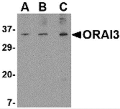 Western Blot: ORAI3 AntibodyBSA Free [NBP2-82013]