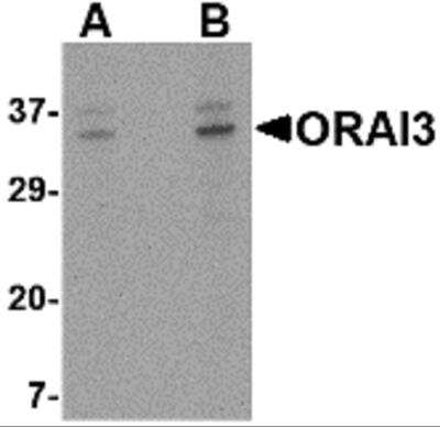 Western Blot: ORAI3 AntibodyBSA Free [NBP2-82014]